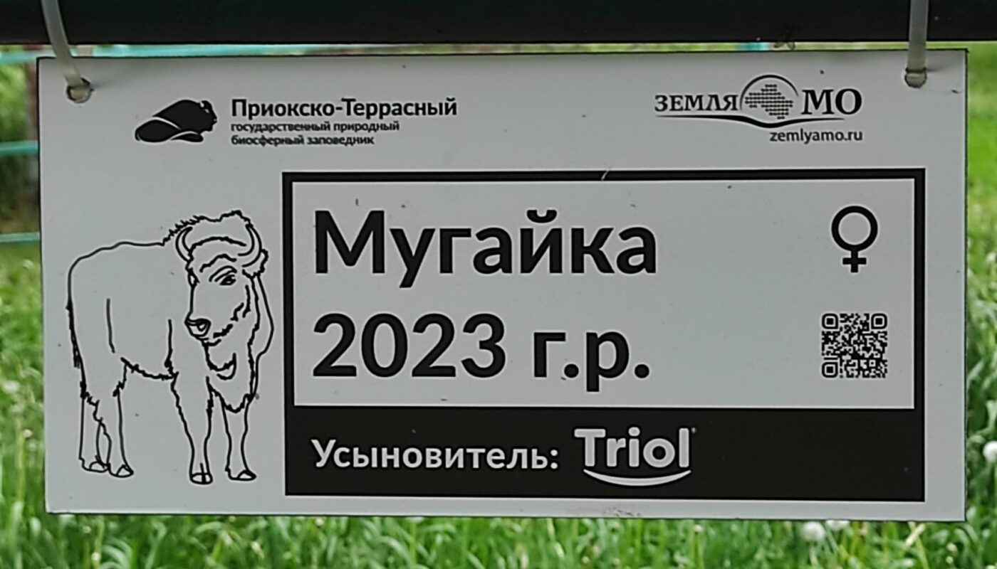 Triol взял под опеку зубра в Приокско-Террасном заповеднике