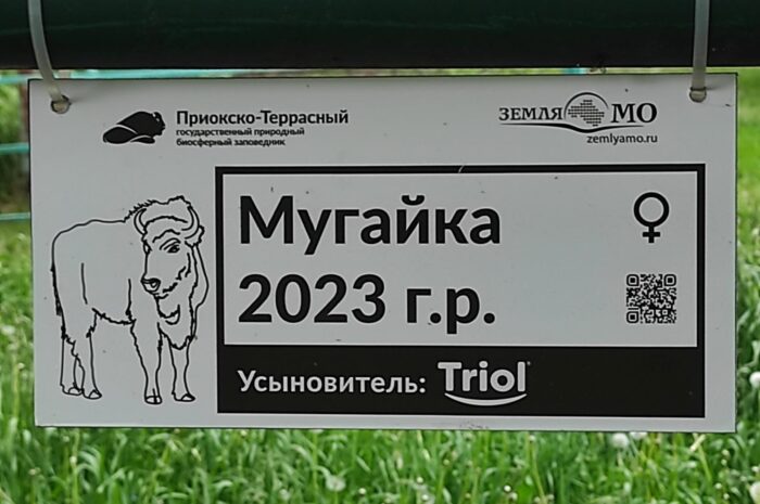 Triol взял под опеку зубра в Приокско-Террасном заповеднике