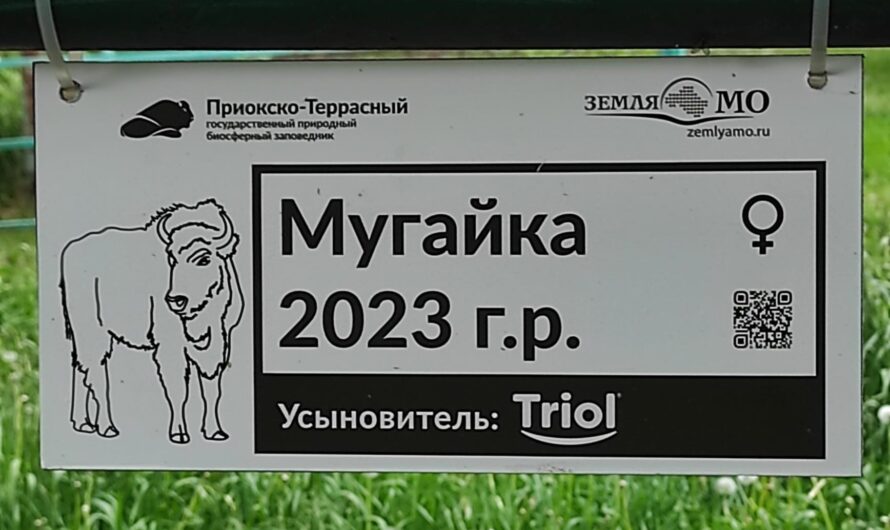 Triol взял под опеку зубра в Приокско-Террасном заповеднике