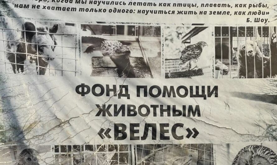 Как крупный бизнес снижает объемы пищевых отходов и спасает диких животных